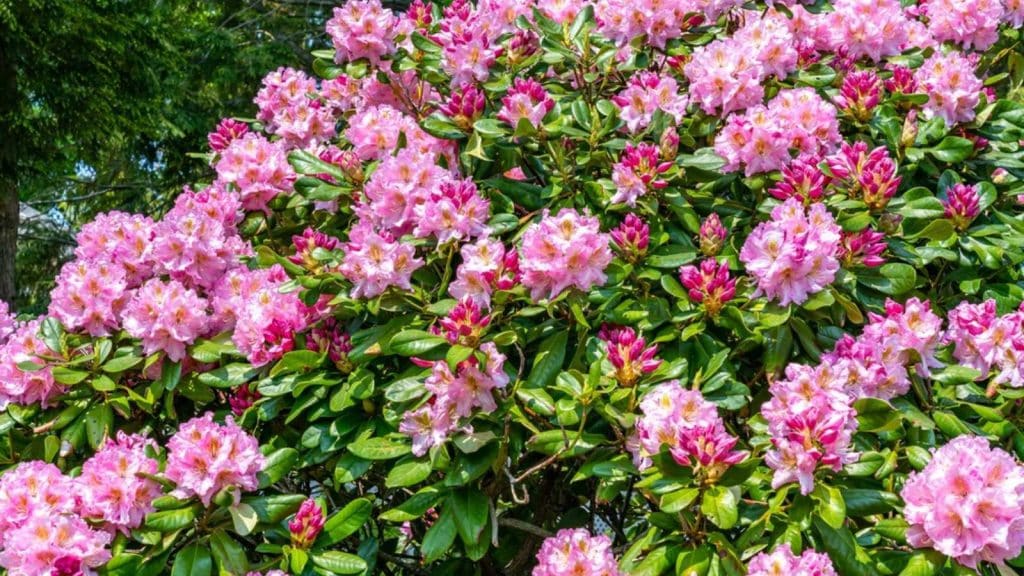Summer blooming bright pink flowers on a deciduous azalea (rhododendron) shrub in bloom in a garden in May. Some of the flowers are fully opened, the other part is in unopened buds. Evergreen Japanese