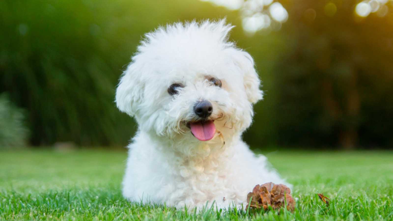 Bichon Frise dog lying on the grass with its tongue out. 