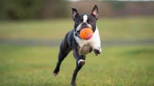 Boston Terrier Dog at the beach