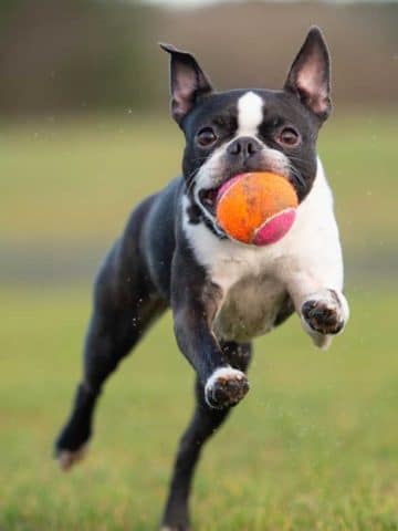 Boston Terrier Dog at the beach