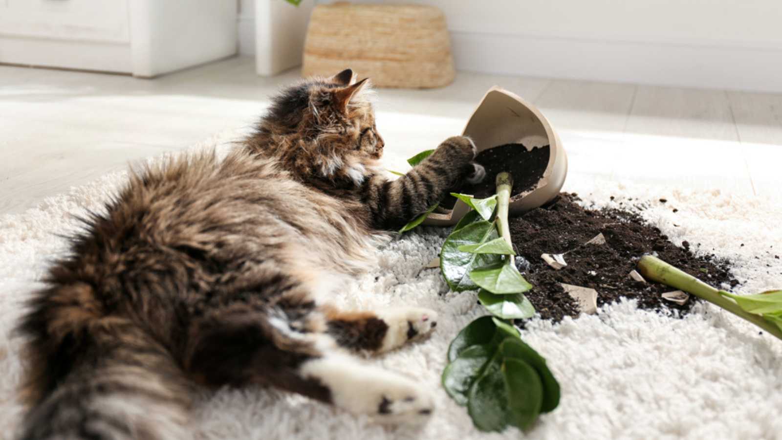 Cat near overturned houseplant on light carpet at home