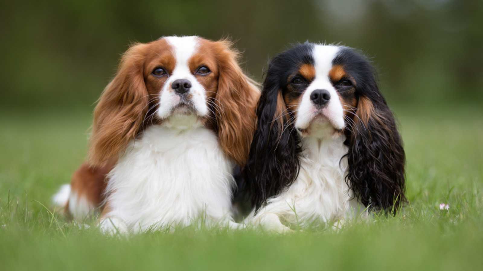 Two purebred Cavalier King Charles Spaniel dogs without leash outdoors in the nature on a sunny day.