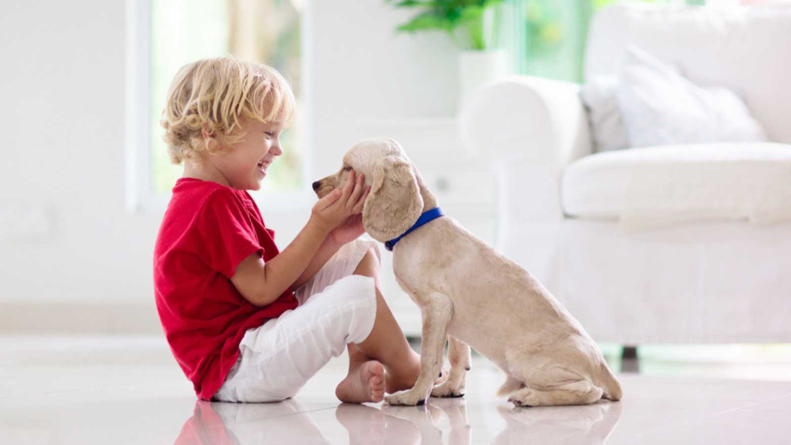 Child with baby dog. Kids play with puppy. Little boy and American cocker spaniel at couch. Pet at home. Animal care.