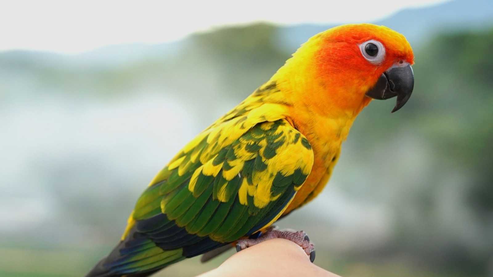 Sun conure parrot or bird Beautiful is aratinga has yellow on hand background Blur mountains and sky, (Aratinga solstitialis) exotic pet adorable, native to amazon 