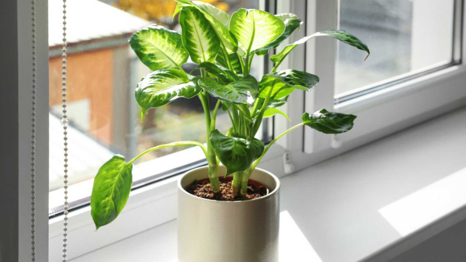 Beautiful Dieffenbachia plant on windowsill at home. Space for text