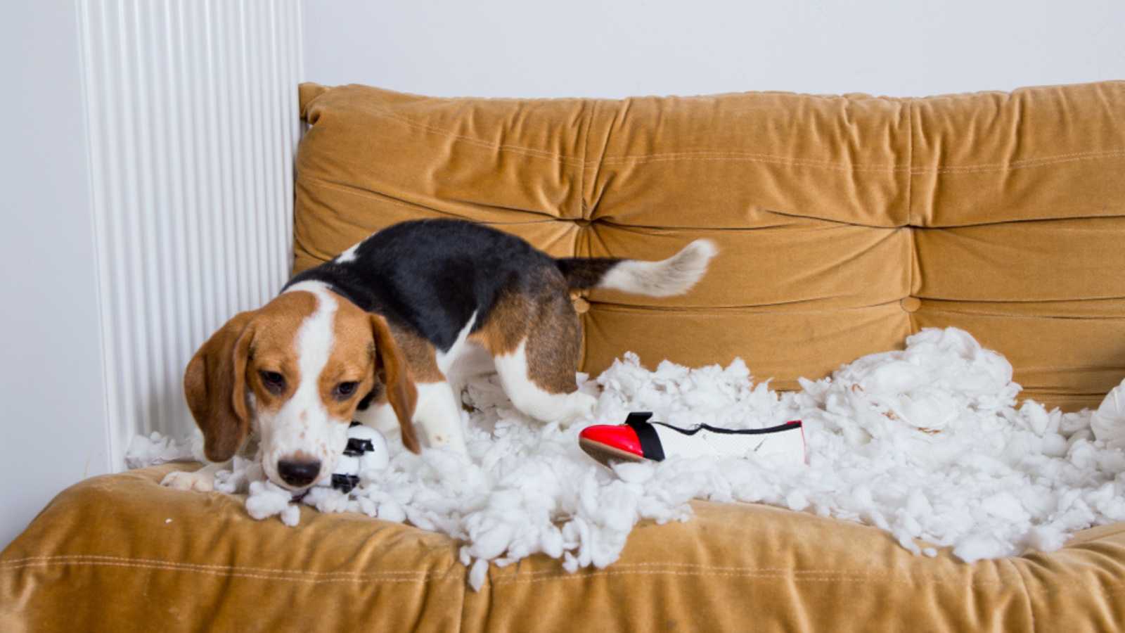 The beagle dog is making a mess
