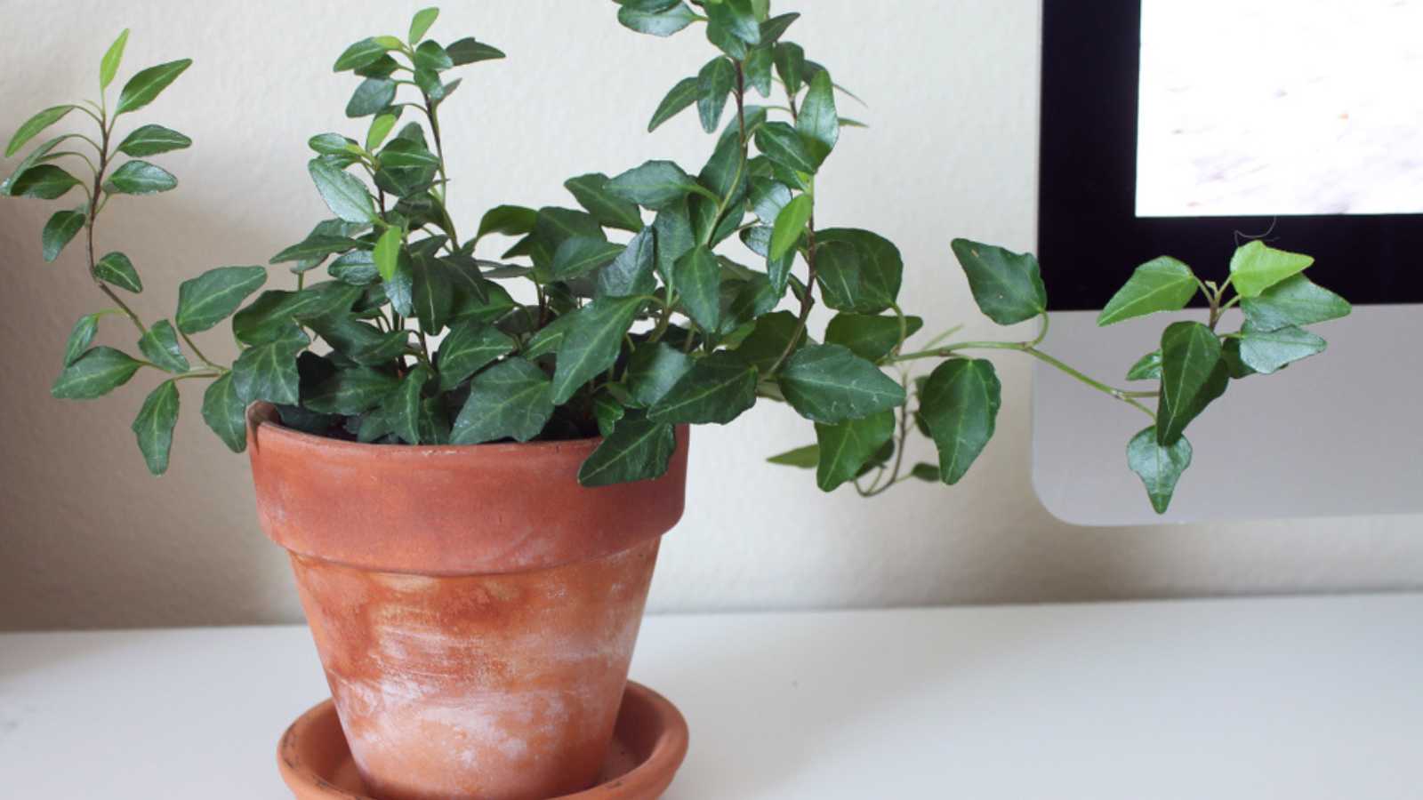 English ivy houseplant in terra cotta pot on desk table