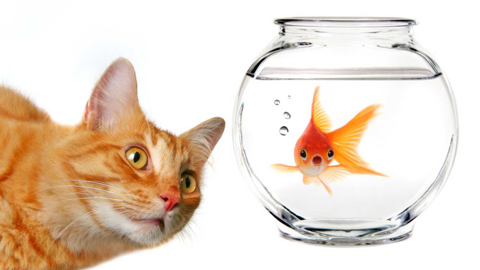 Cat and goldfish in bowl