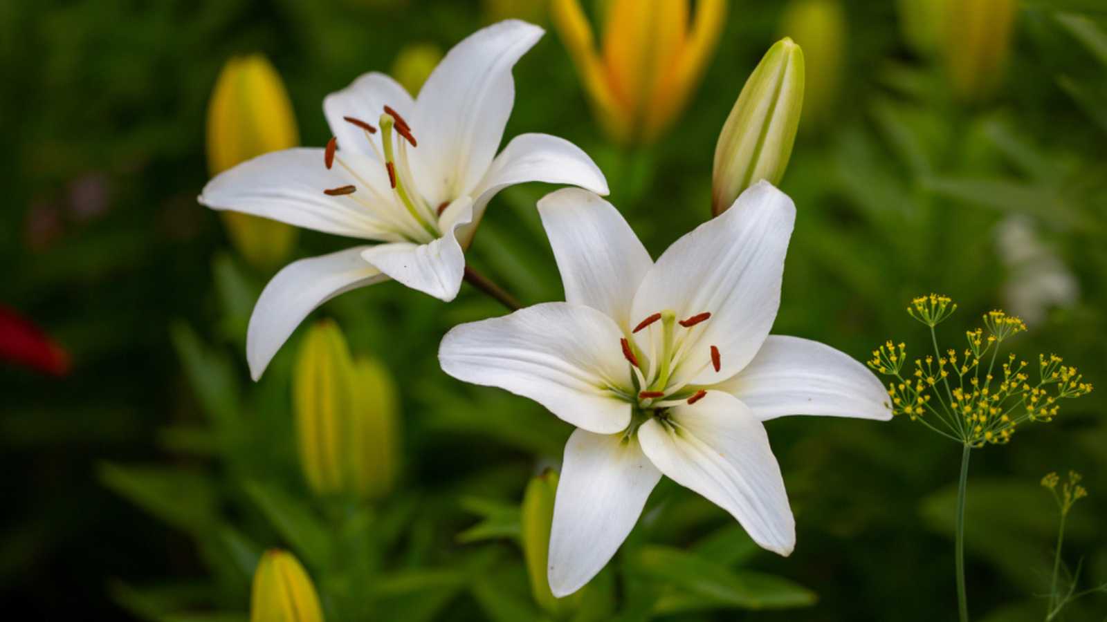 Two white lilies macro photography in summer day. Beauty garden lily with white petals close up garden photography. Lilium plant floral wallpaper on a green background.