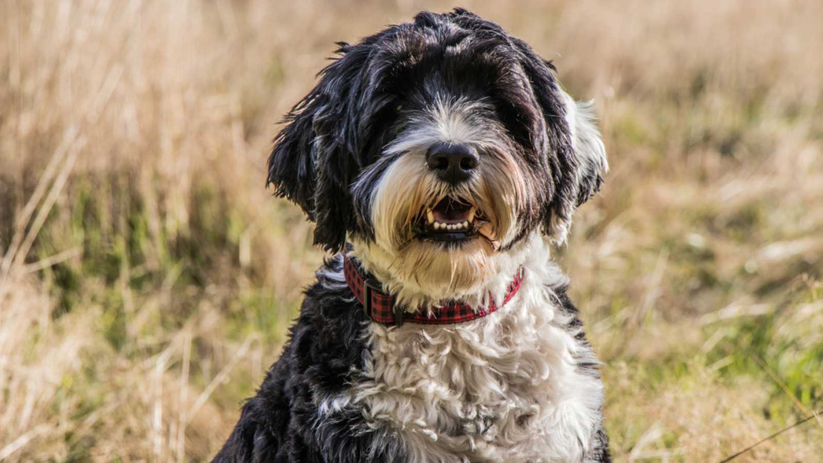 portrait of a white and black Portuguese Water Dog wearing a collar 