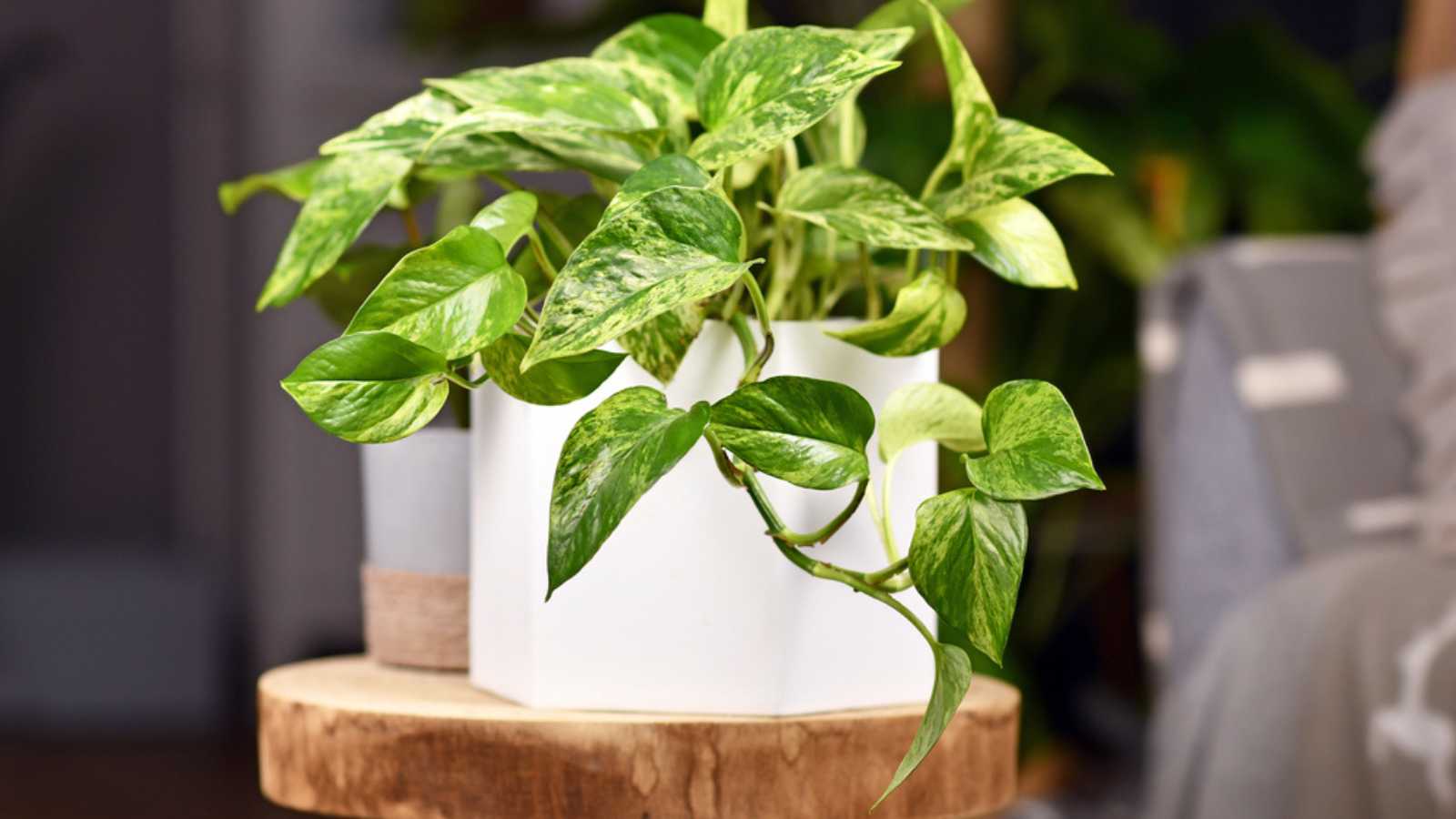 Tropical 'Epipremnum Aureum Marble Queen' pothos houseplant with white variegation in flower pot on wooden table