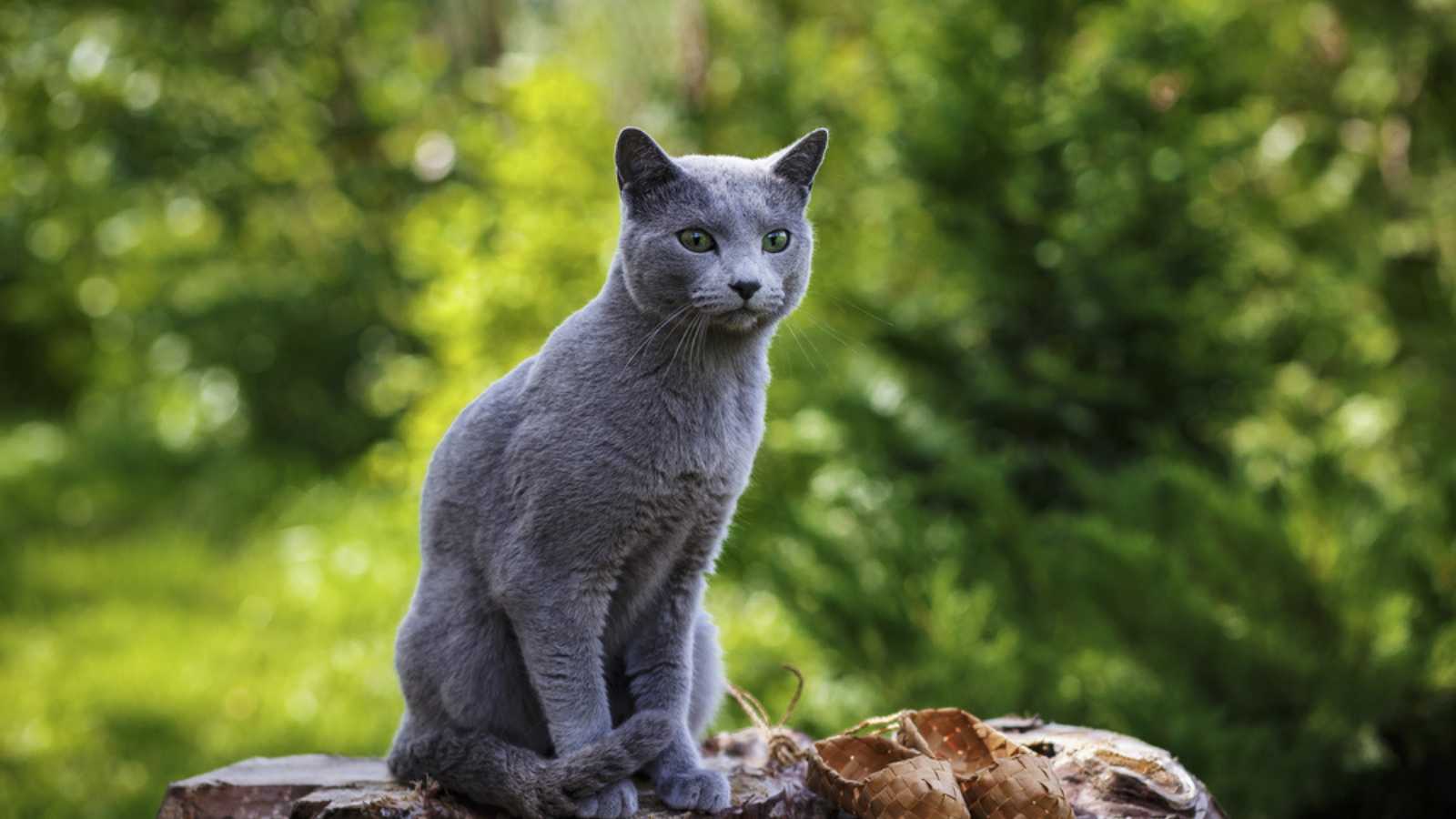 Grey little cat breed Russian Blue sitting on the rocks 