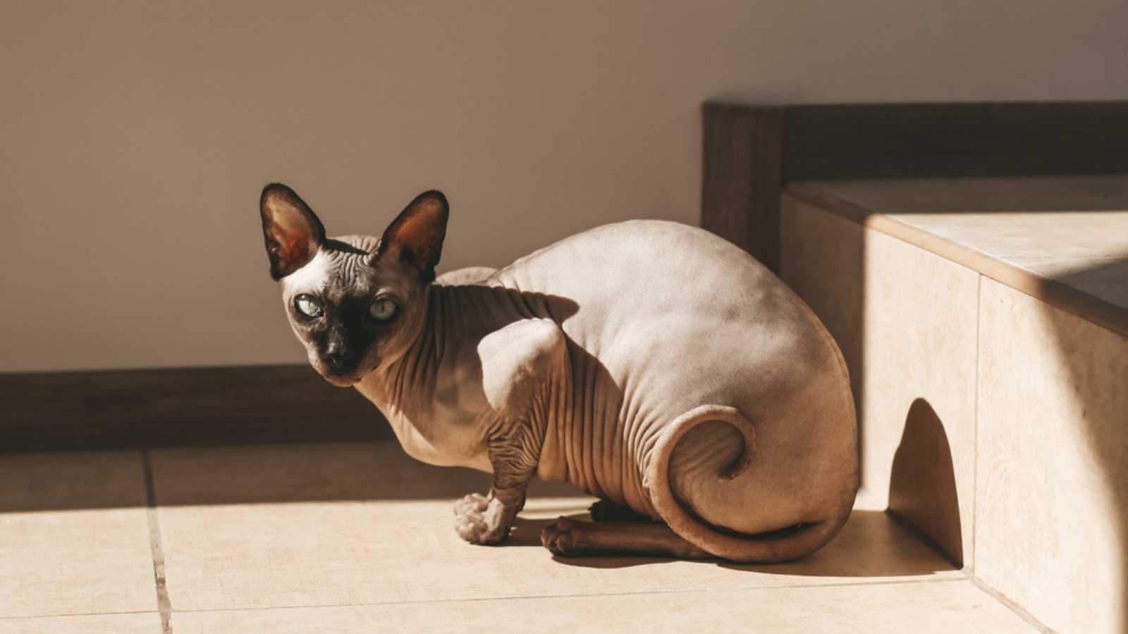 Canadian bald Sphynx cat with blue eyes basking in the sun. 