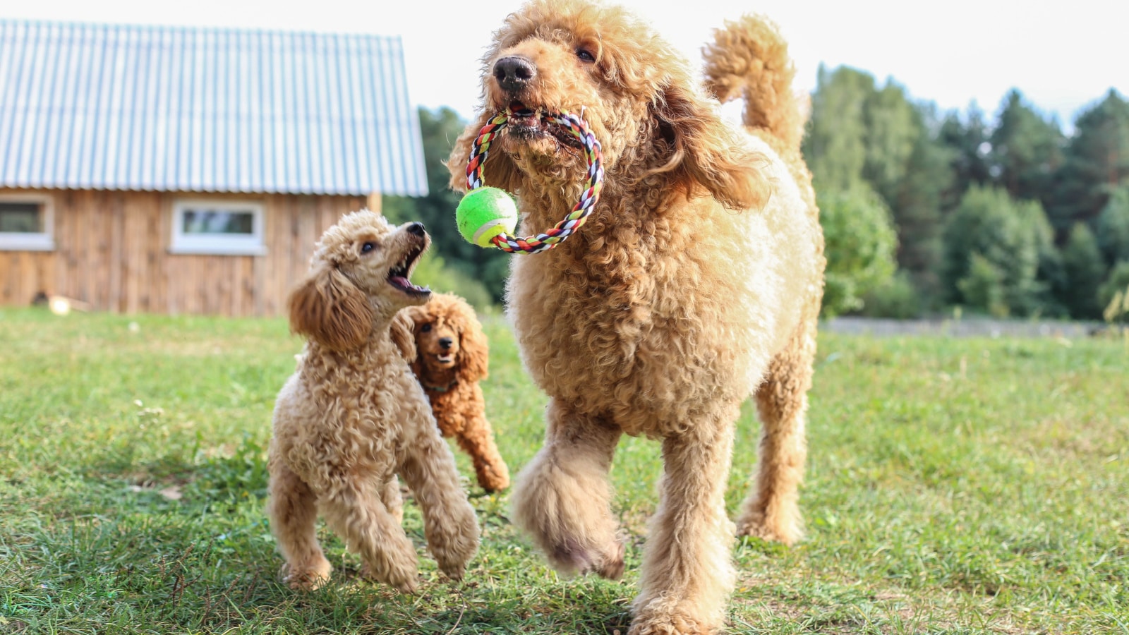 toy poodle and standard poodle apricot color
