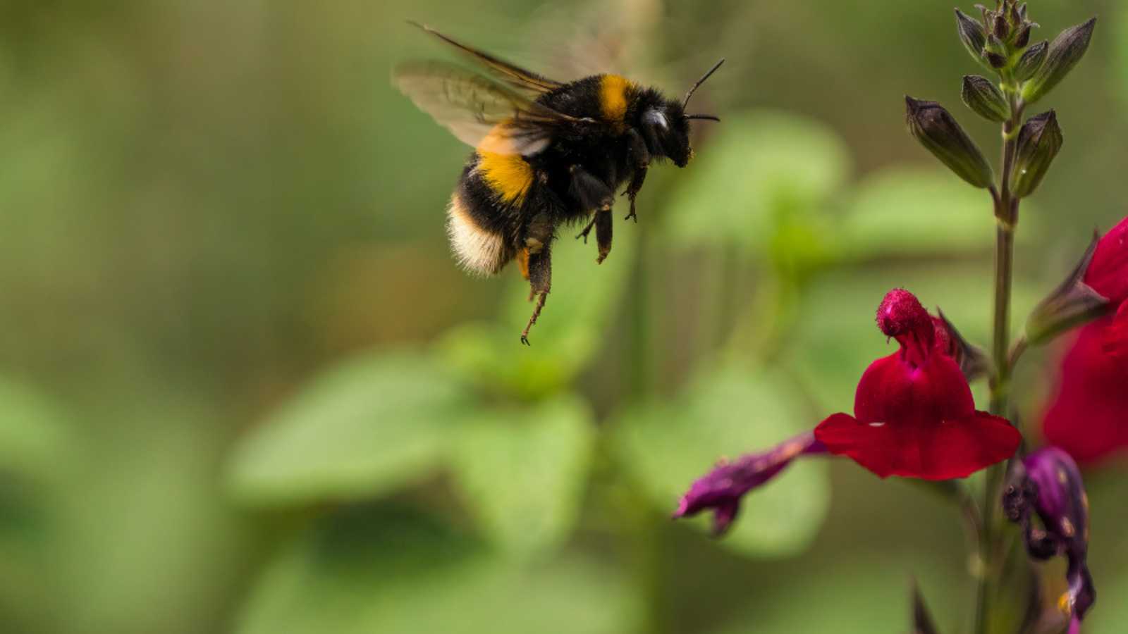 Buff-tailed Bumblebee (Bombus terrestris) in flight, above a dark pink salvia flower on a bright sunny day