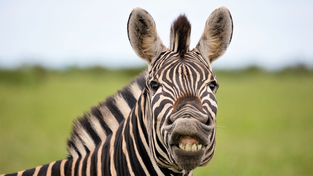 Zebra sneering