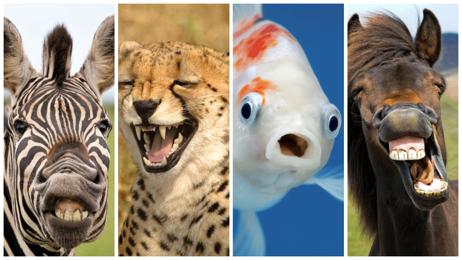 animals with expressive faces
