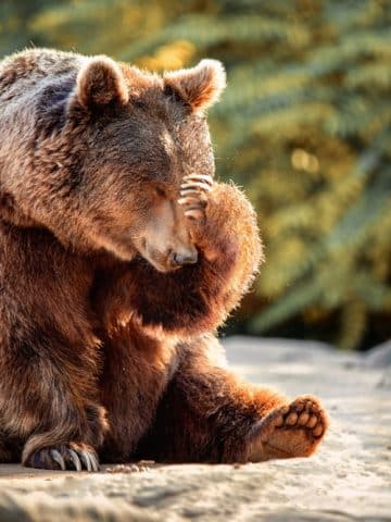 Bear with paw over his face