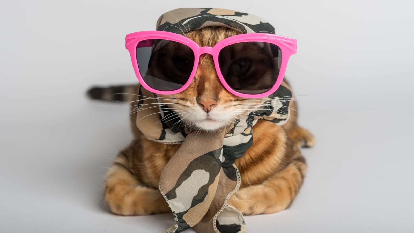 Cat Dressed In Camo