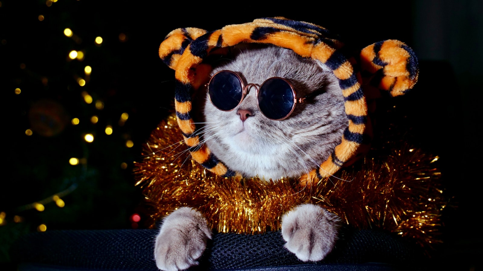 costumed cat