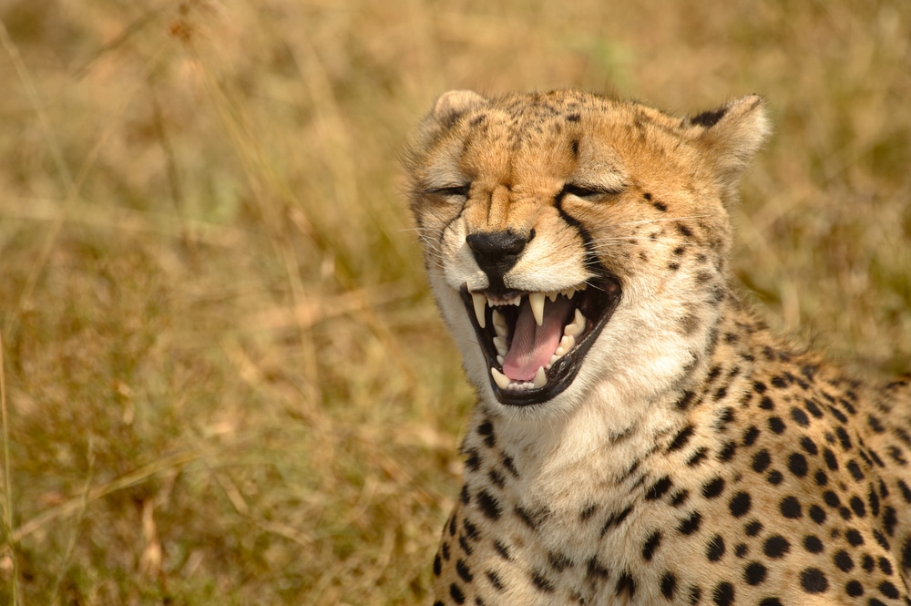 smiling cheetah face