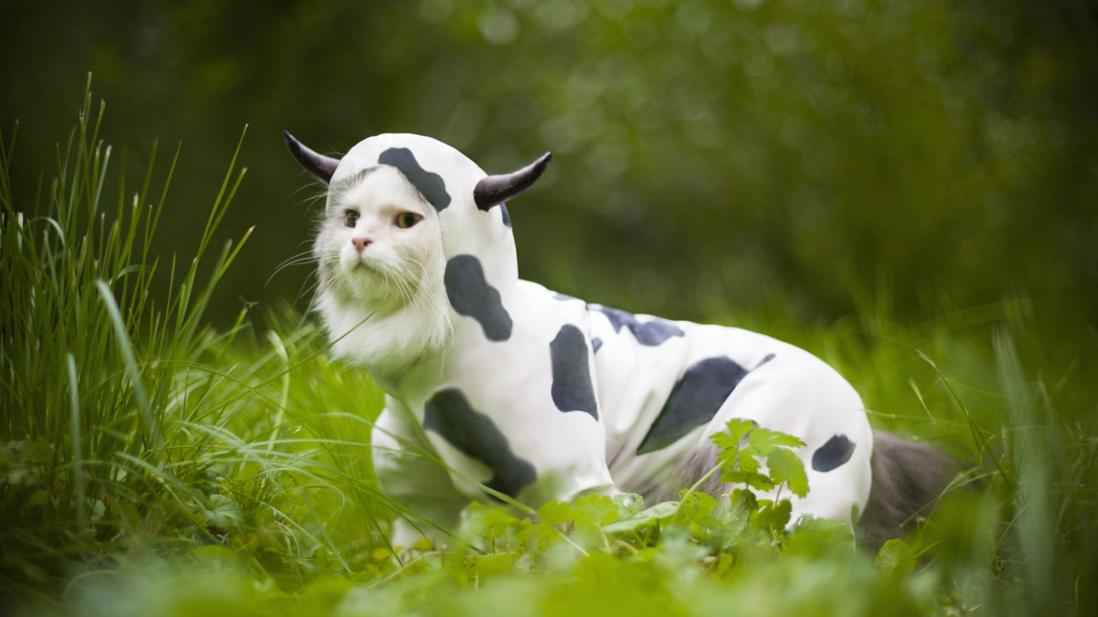 cat dressed as cow