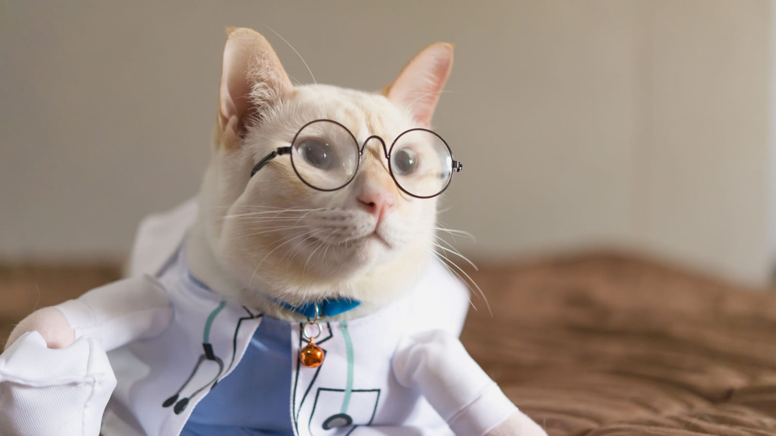 Cat dressed up as doctor or nurse