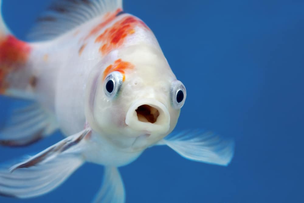 Fish with open mouth