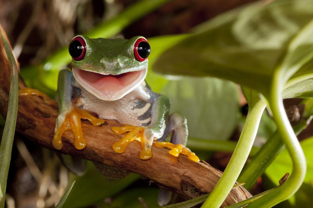 Tree Frog smiling