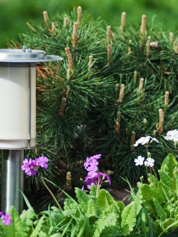 lawn solar light
