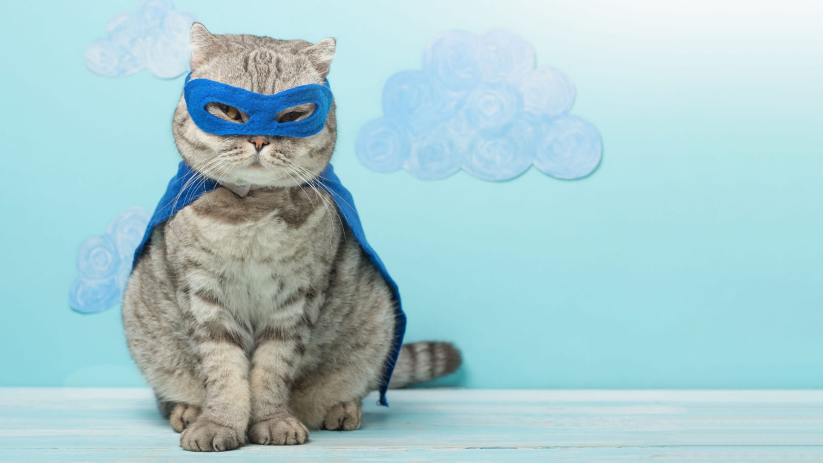 Masked Super Hero Cat