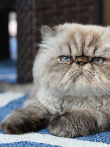 Grumpy Himalayan Cat With Blue Eyes Lounges Outside