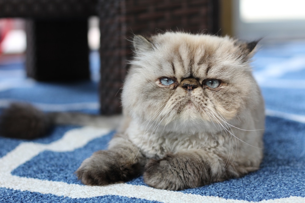 Grumpy Himalayan Cat With Blue Eyes Lounges Outside