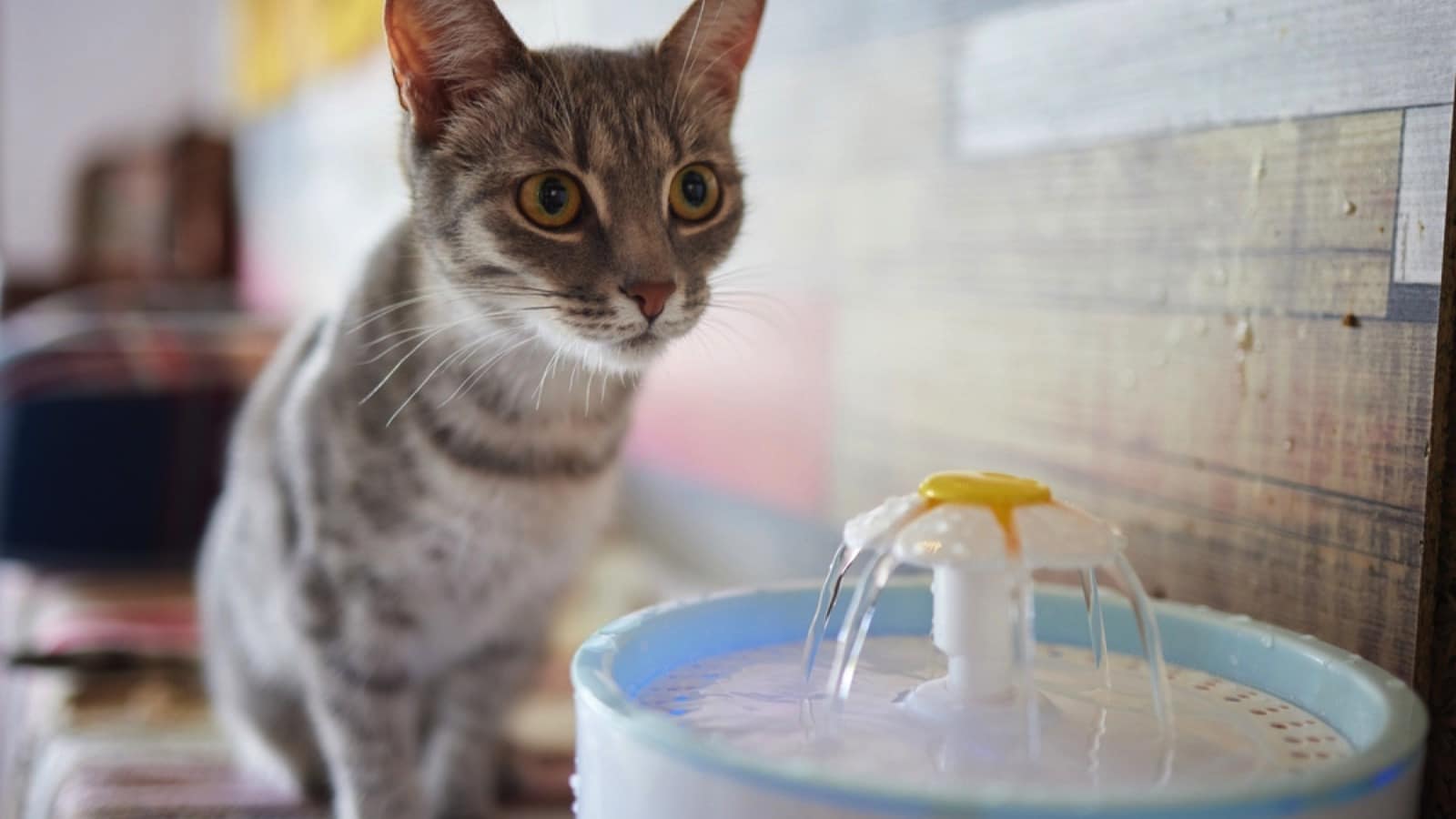 Cat seeing water dispenser for pet