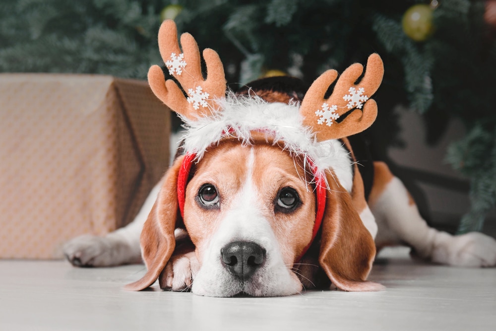 Cute dog with reindeer antlers on background of Christmas tree.