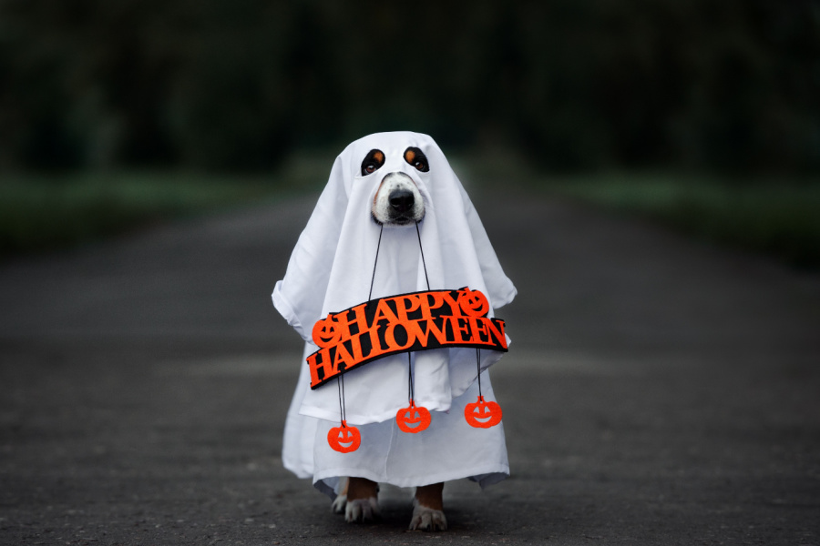 Dog dressed for Halloween