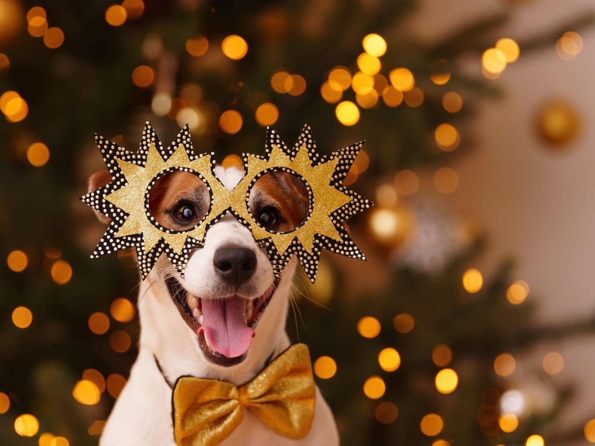 Dog wearing party glasses