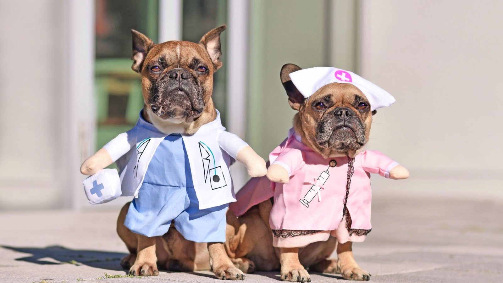 Dogs dressed up as doctor and nurse