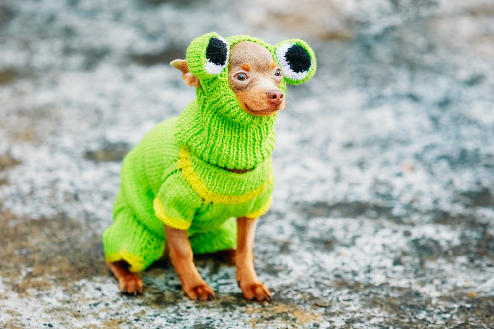 dog dressed as frog