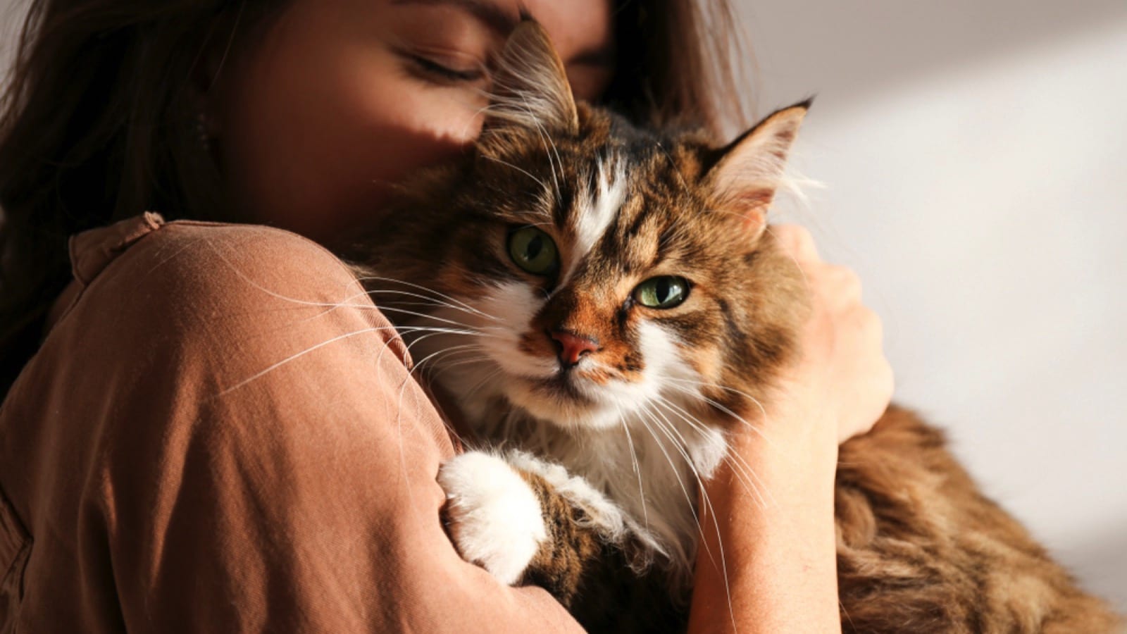 Woman holding cute siberian cat