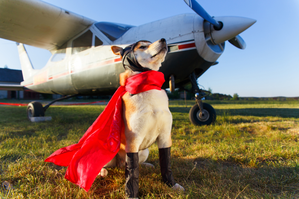 Dog dressed as Aviator
