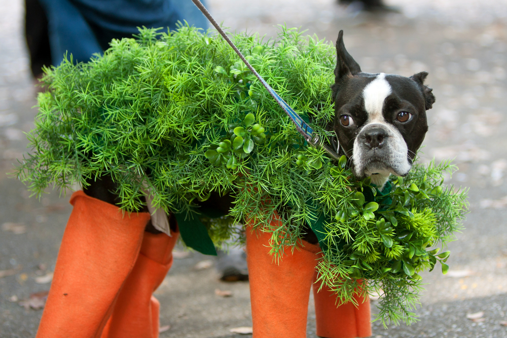 Dog dressed in costume as Chia Pet