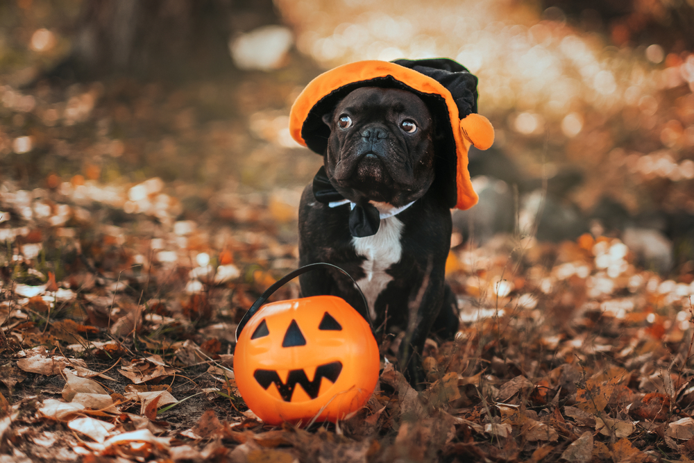 Halloween costume for dogs