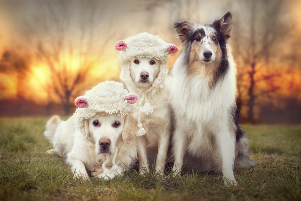 Dogs dressed as sheep