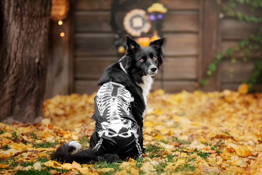 Dog with pumpkins in skeleton costume