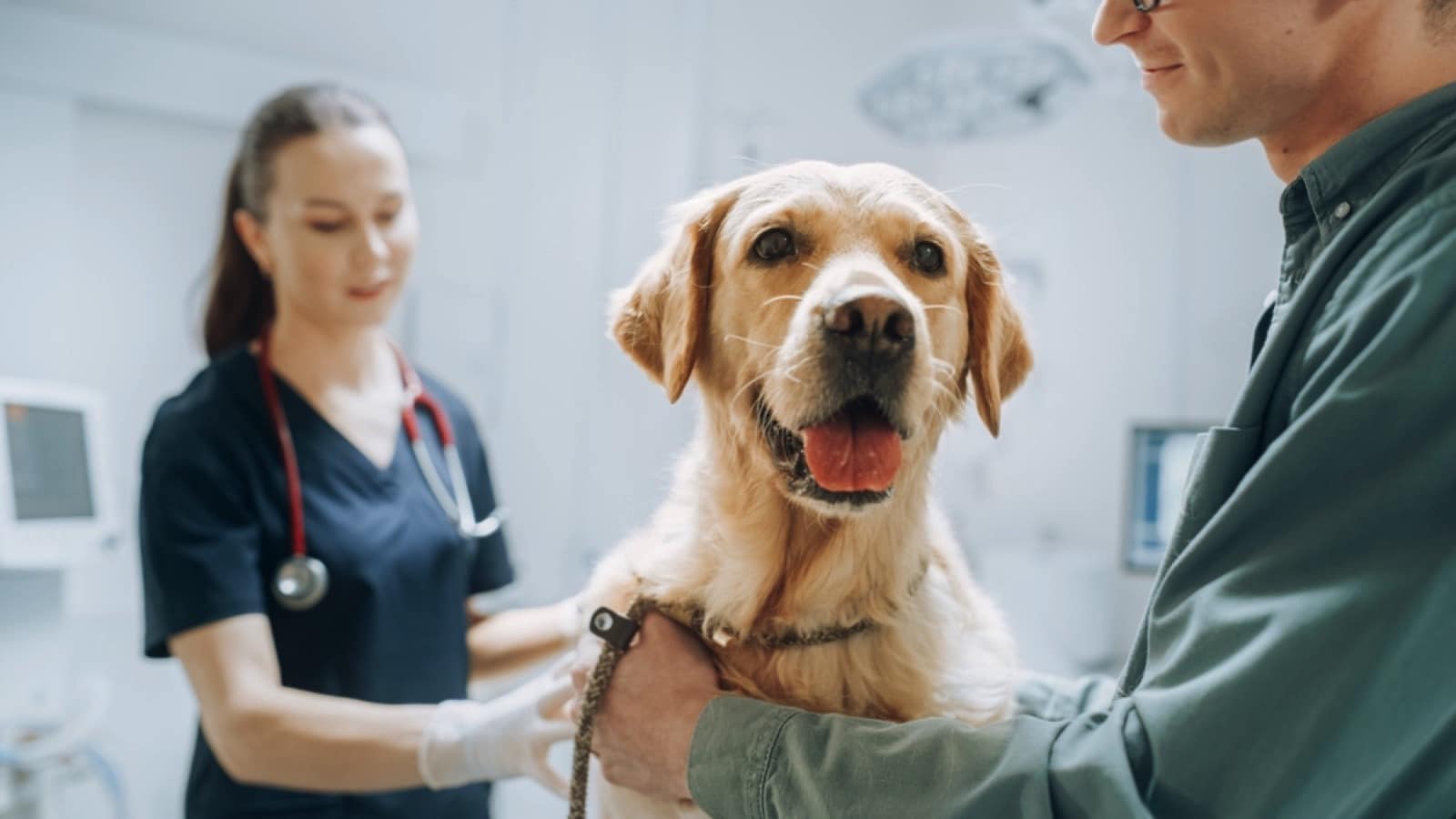 Dog with vet doctors