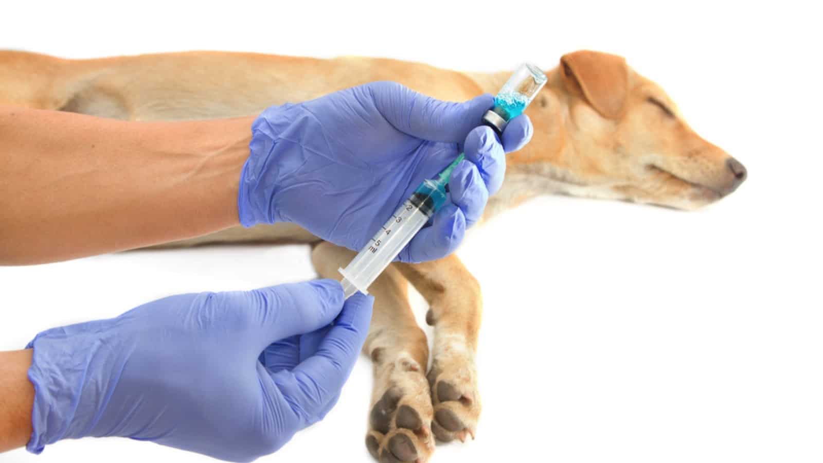 Veterinarian giving injection to a dog