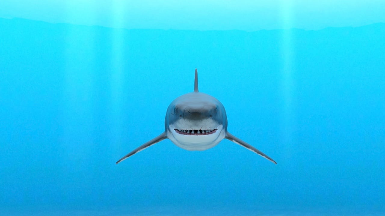 illustration of a great white shark